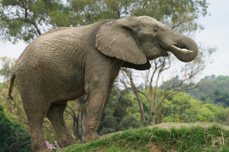 a elephant standing near grass and trees in the daytime