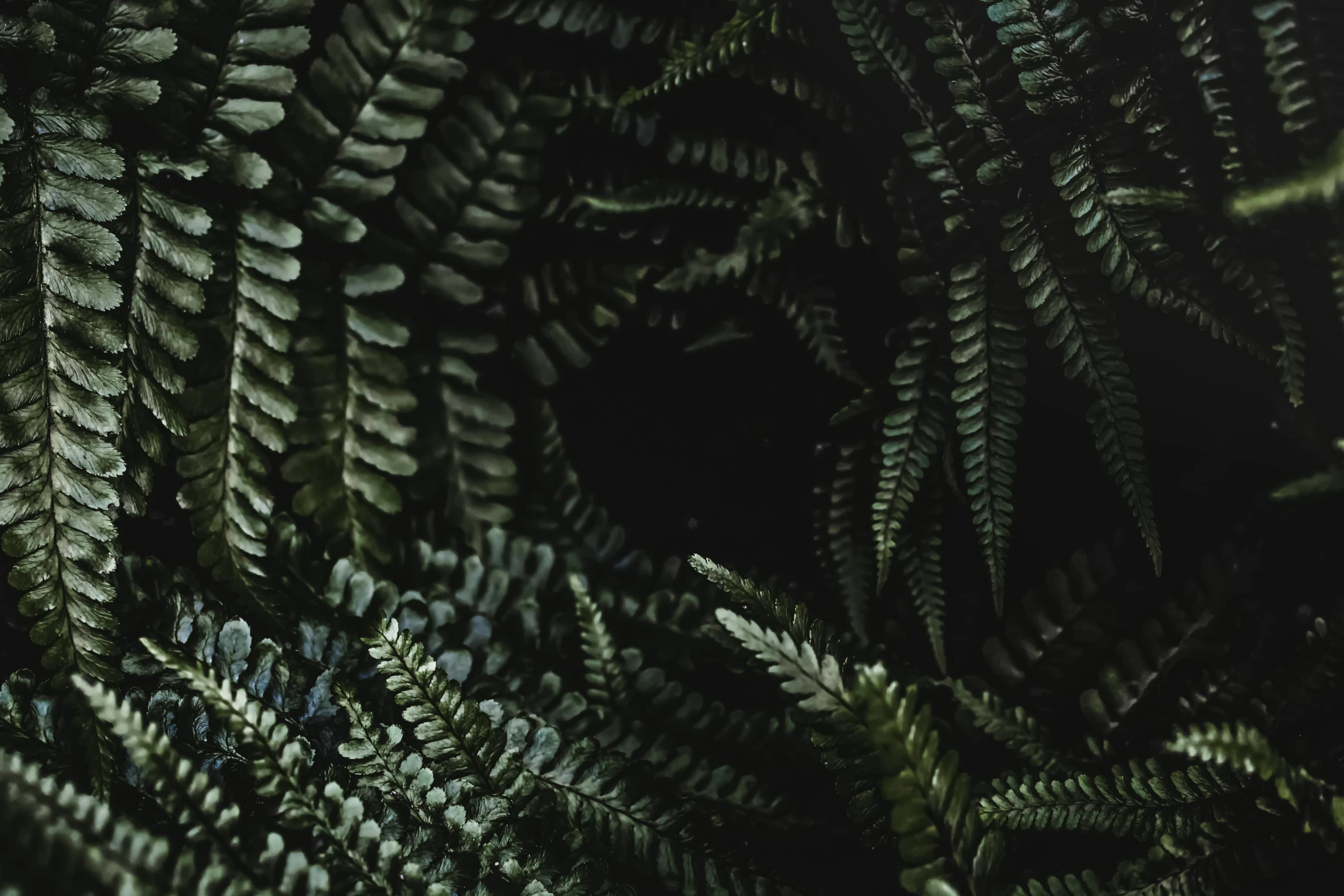 close up of green and yellow ferns in a forest