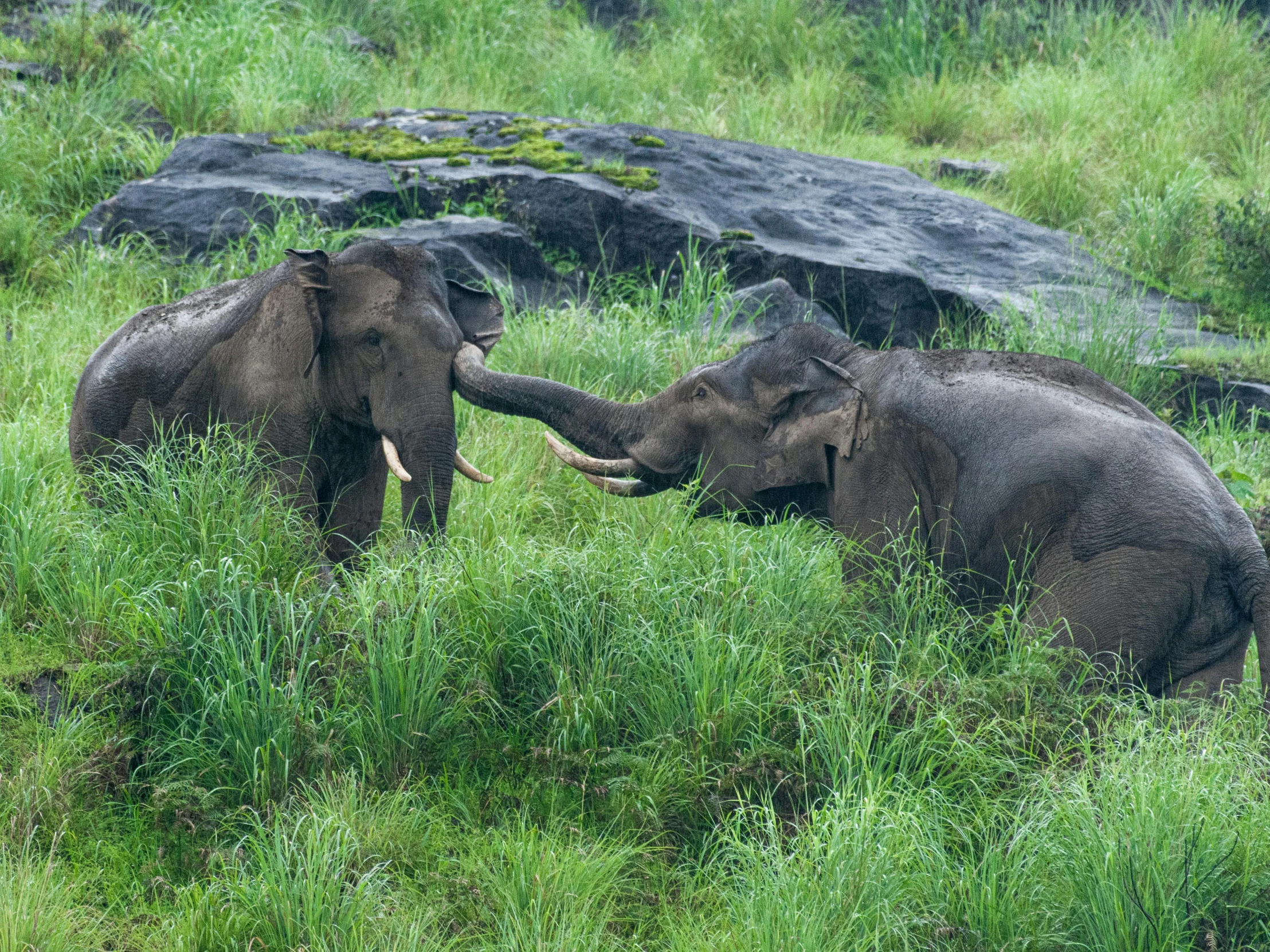 two elephants in a field touching their trunks