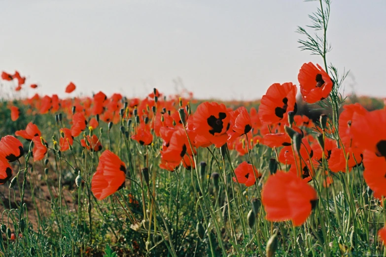 there is a field full of red flowers that are in the middle of it