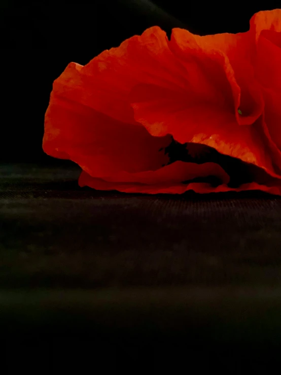 a red flower with green stem laying on the ground