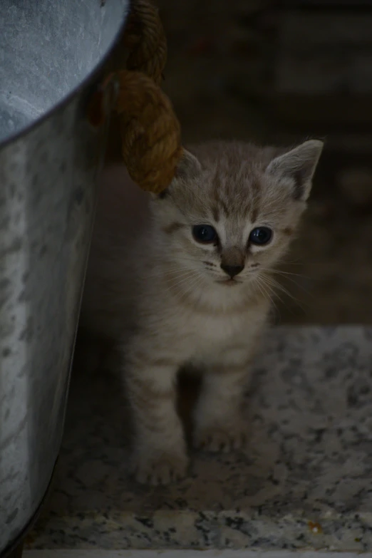 a kitten is walking toward the camera next to a pot