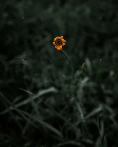 a single orange flower in the middle of a field