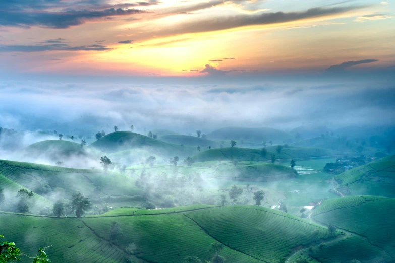 mist rolling over a tea plantation with sun going down