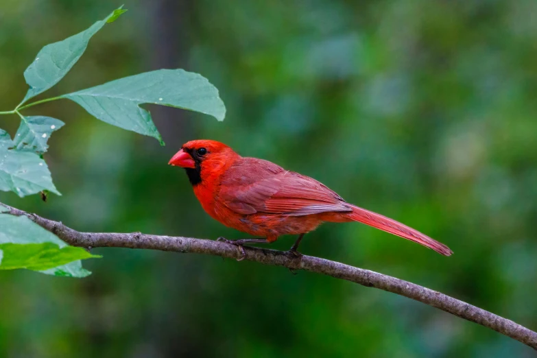 a cardinal sits on a nch in front of green leaves