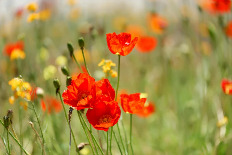 many red and yellow flowers are in the grass