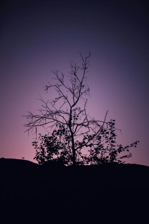 a lone tree standing on top of a hill