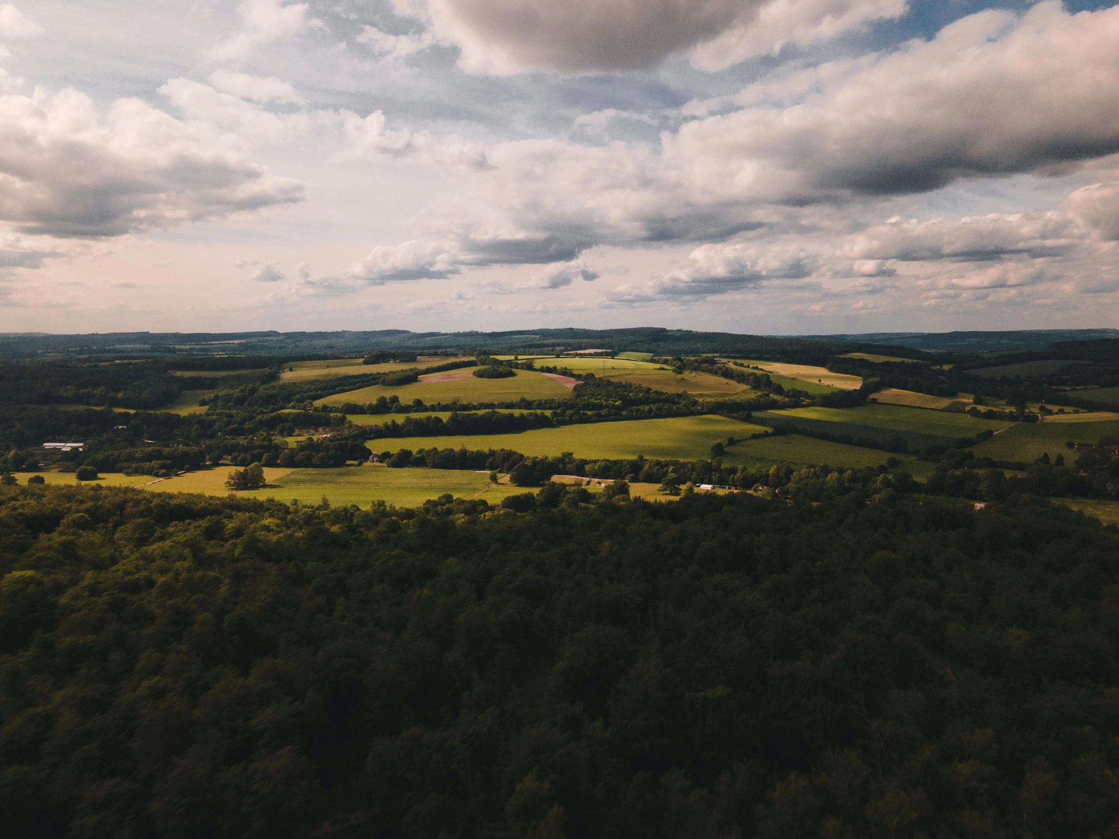 a large group of trees in a field