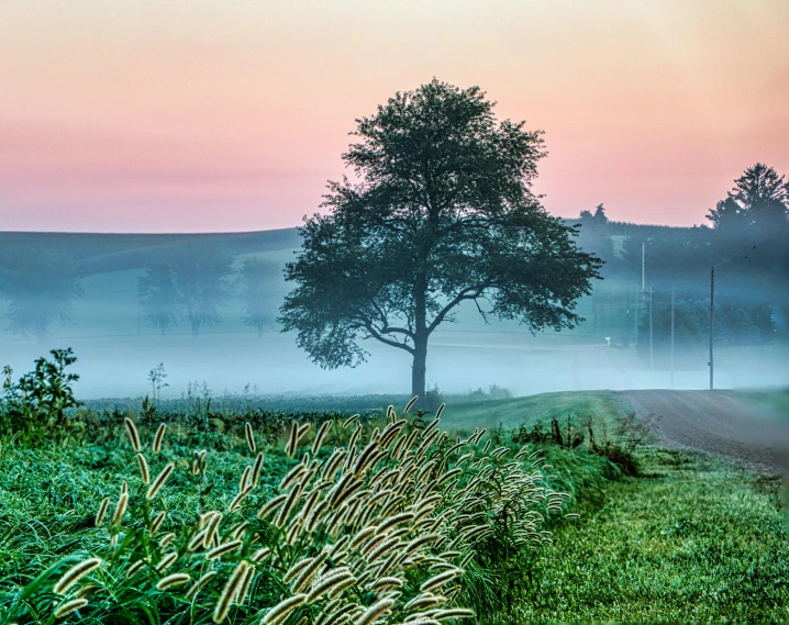 a tree in the middle of a field with fog