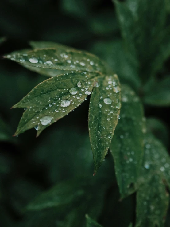 some water droplets on the leaves of a plant