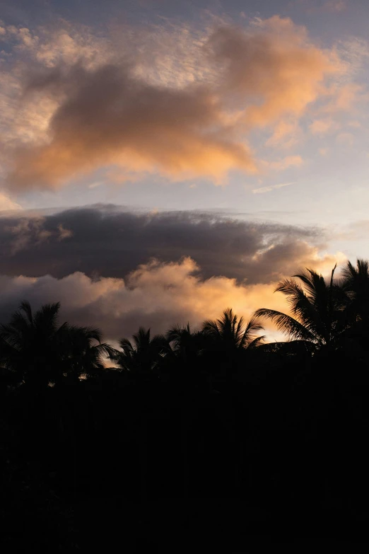 the airplane is flying above the trees at dusk