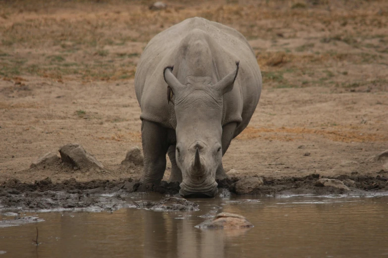 rhino drinking water from a watering hole with mud on the ground