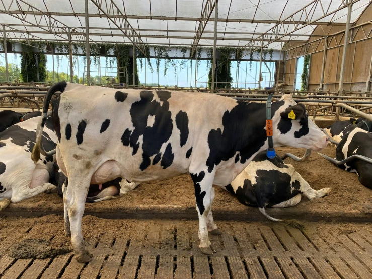 some cows and bulls in a dirt barn