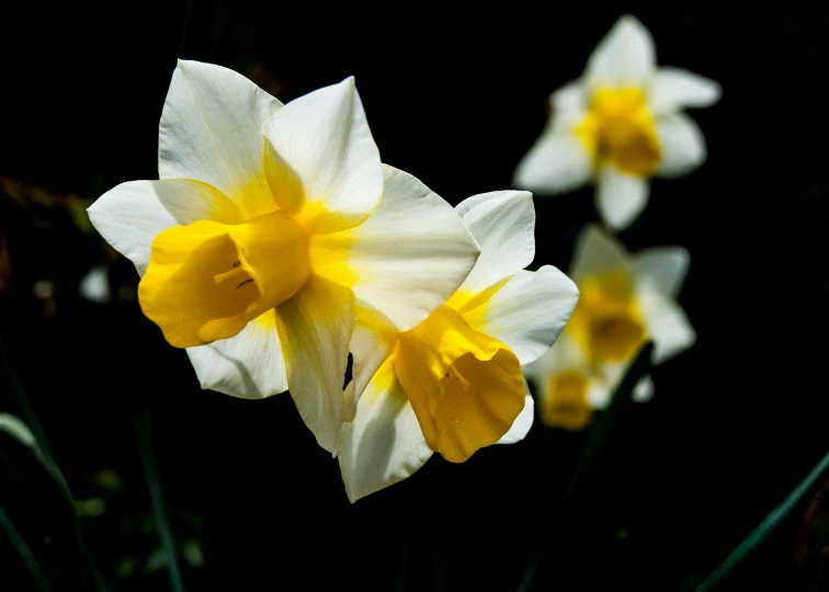 several white and yellow flowers in bloom on the ground