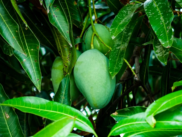 some mangoes hanging from the nches of trees