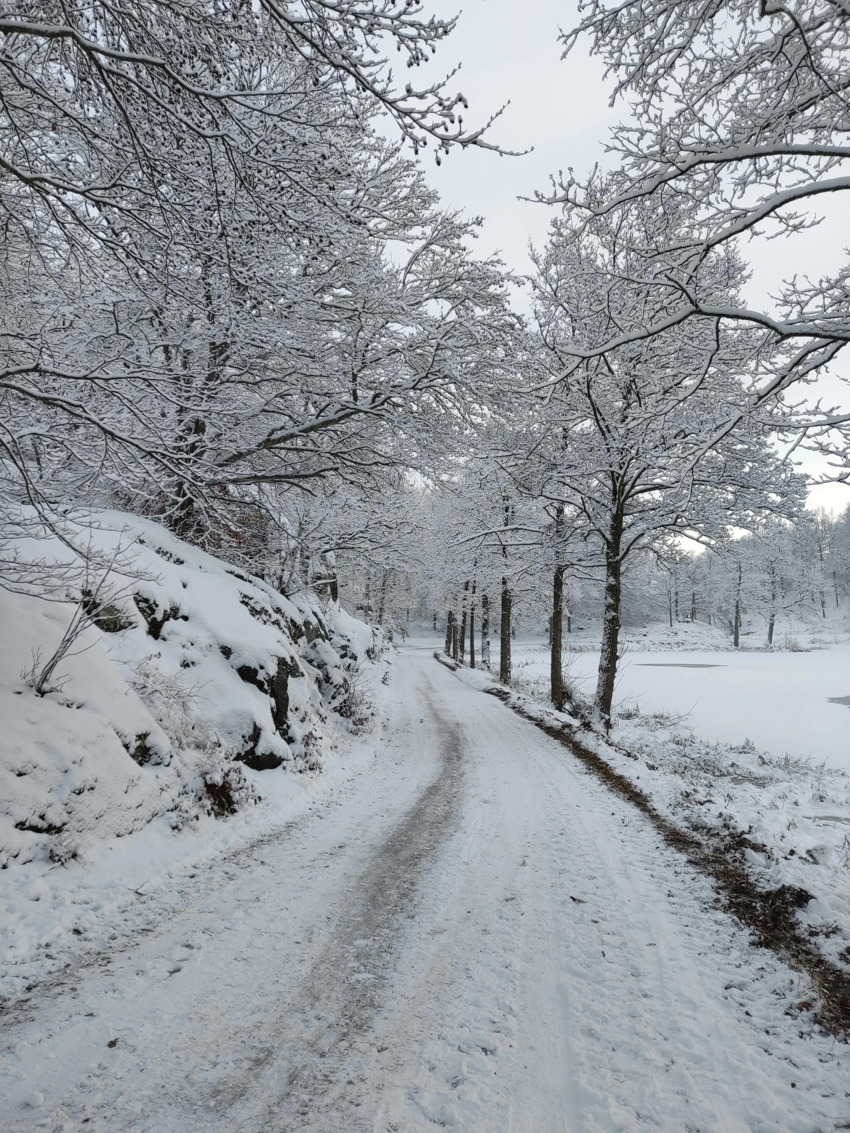 a snowy road with lots of trees covered in snow