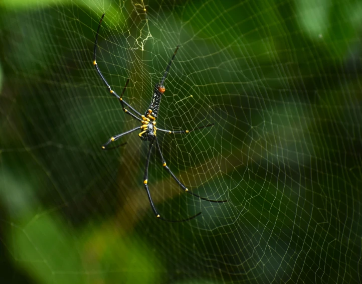 a close up s of a big spider in its web