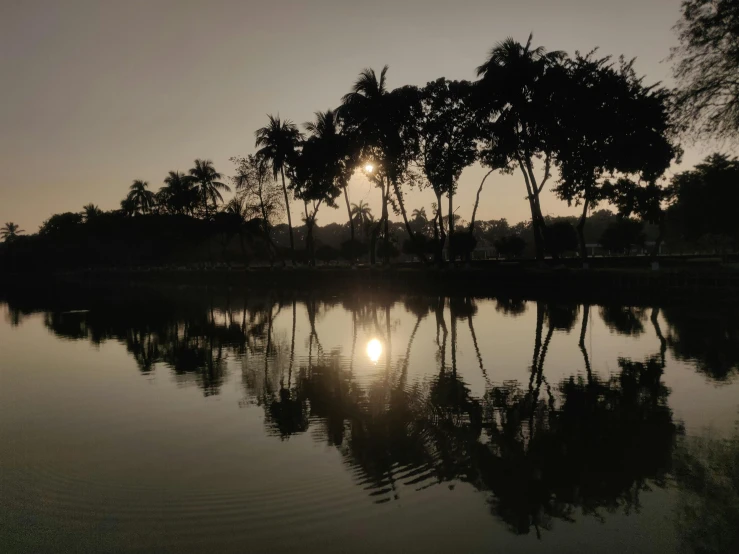 some trees are by a large body of water