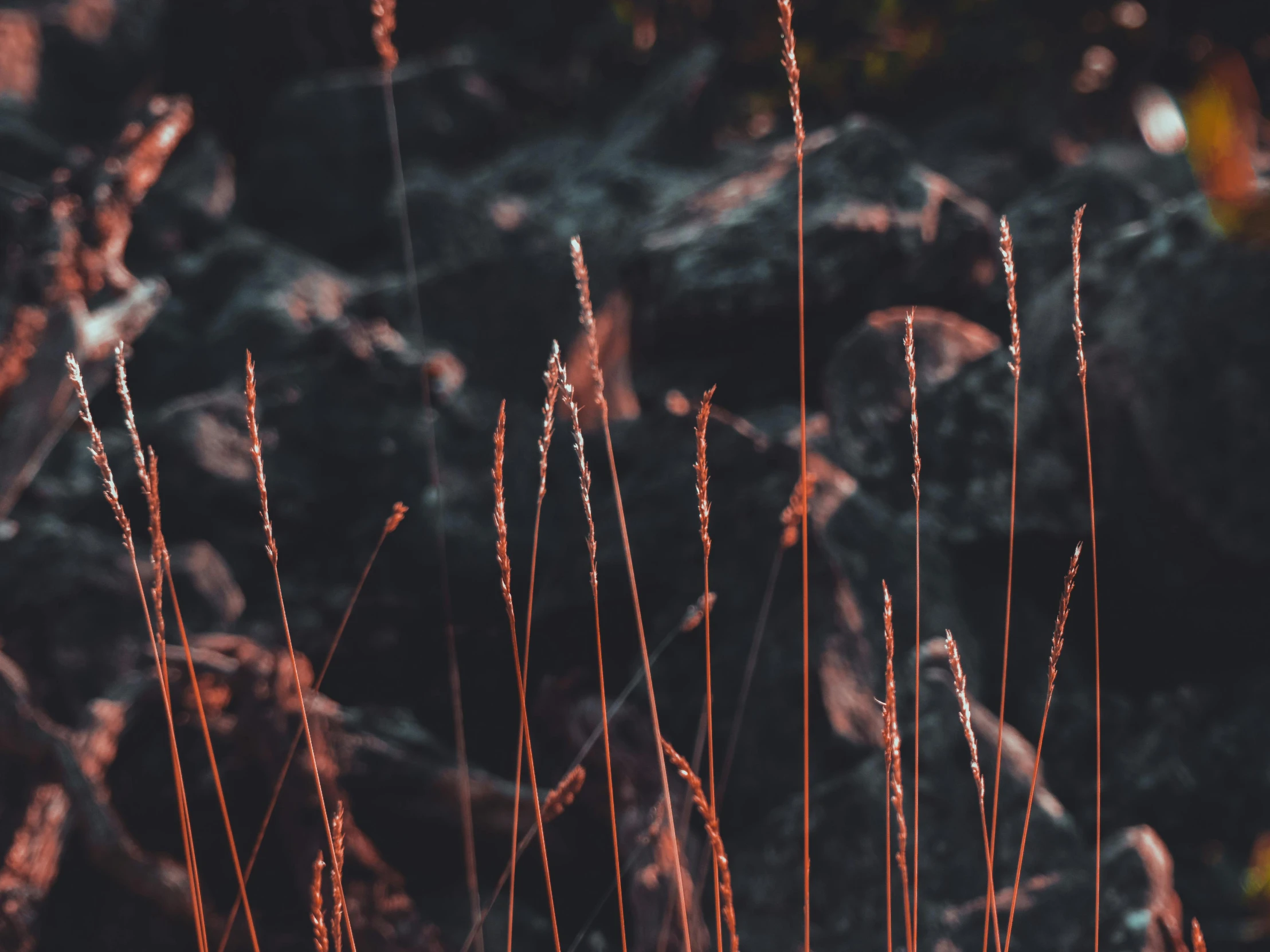 some very pretty long slender plants in the grass