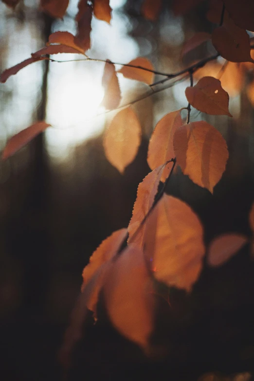 the leaves of a leaf tree glow in the background