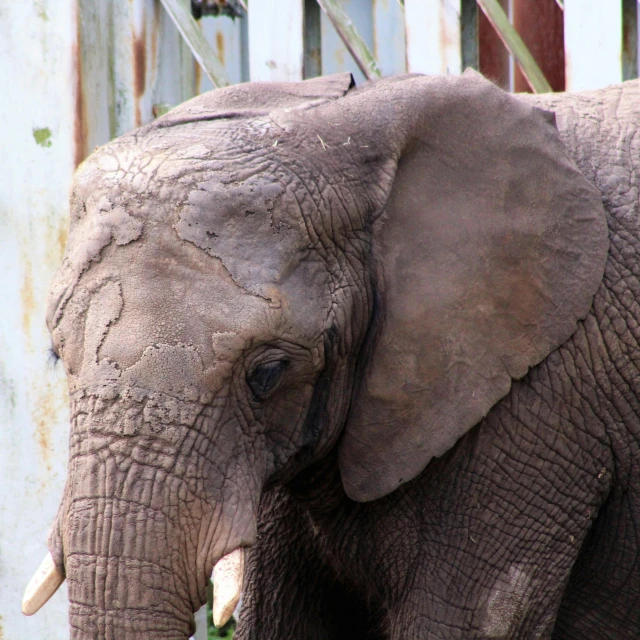 an elephant standing by a fence and looking at the camera