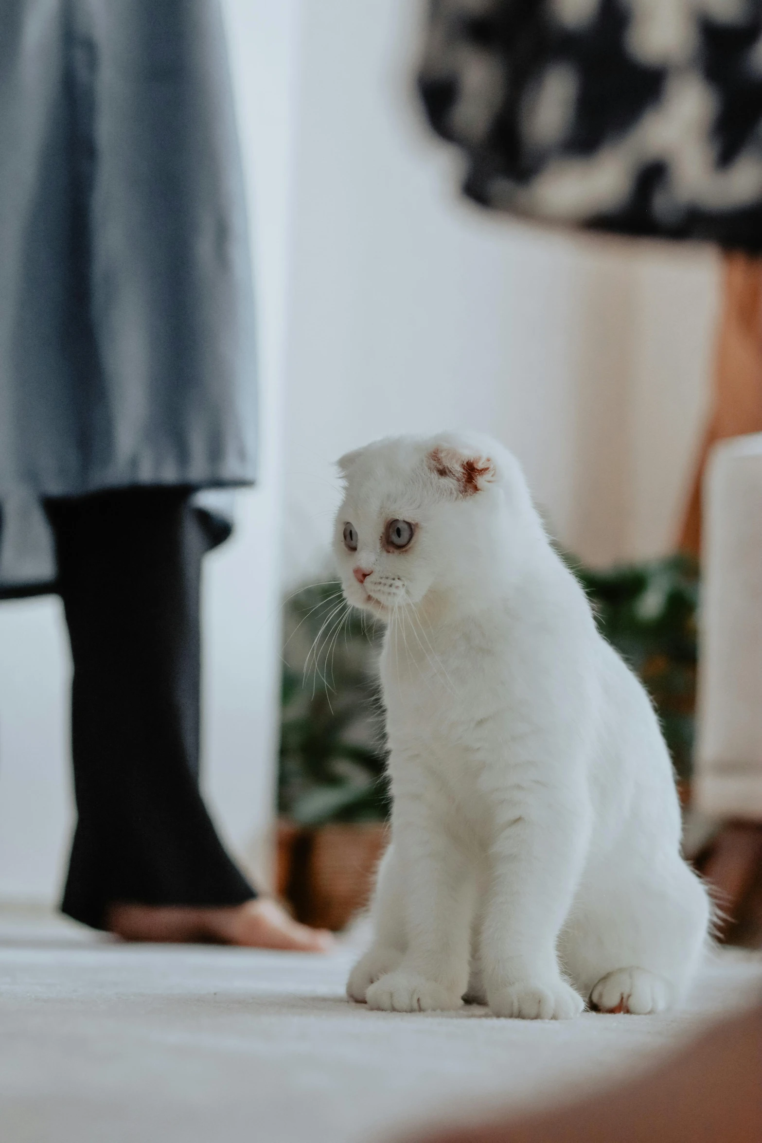 the white cat is sitting on the carpet