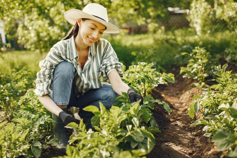 a woman picking lettuce in a garden