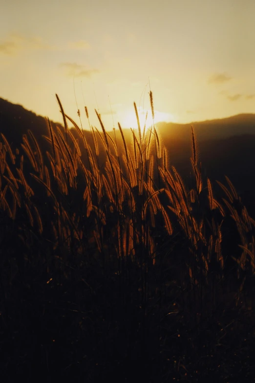 a grassy area with the sun rising behind it