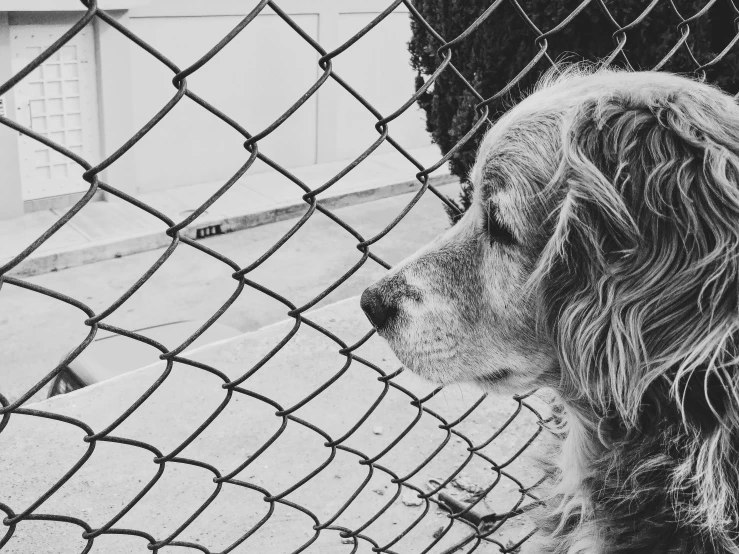 a wet, black and white dog behind a chain link fence