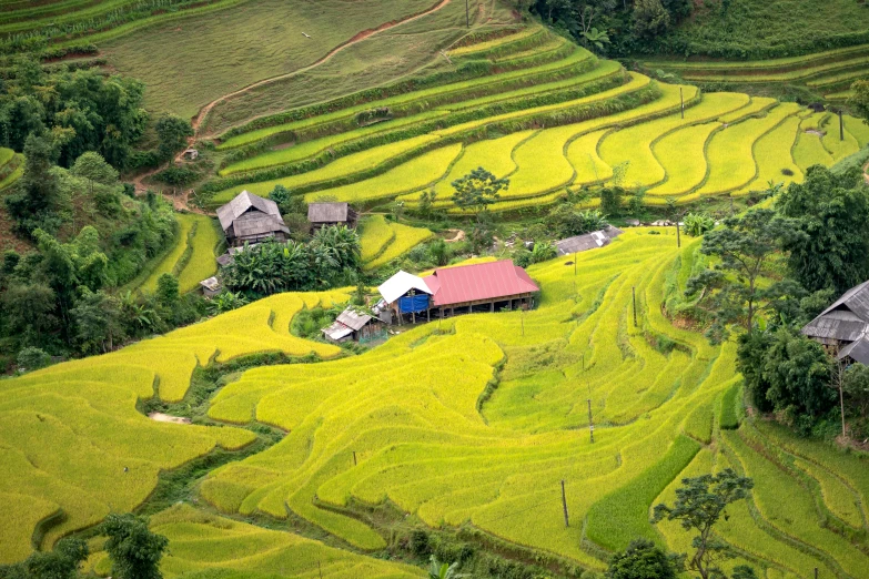rice paddies are in an aerial view with houses