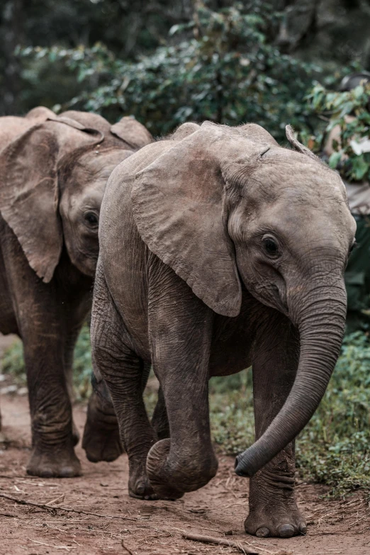 a pair of elephants are walking down the road