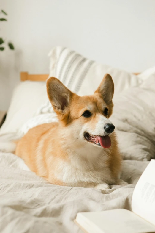 a corgi dog is lying on the bed with some pillows