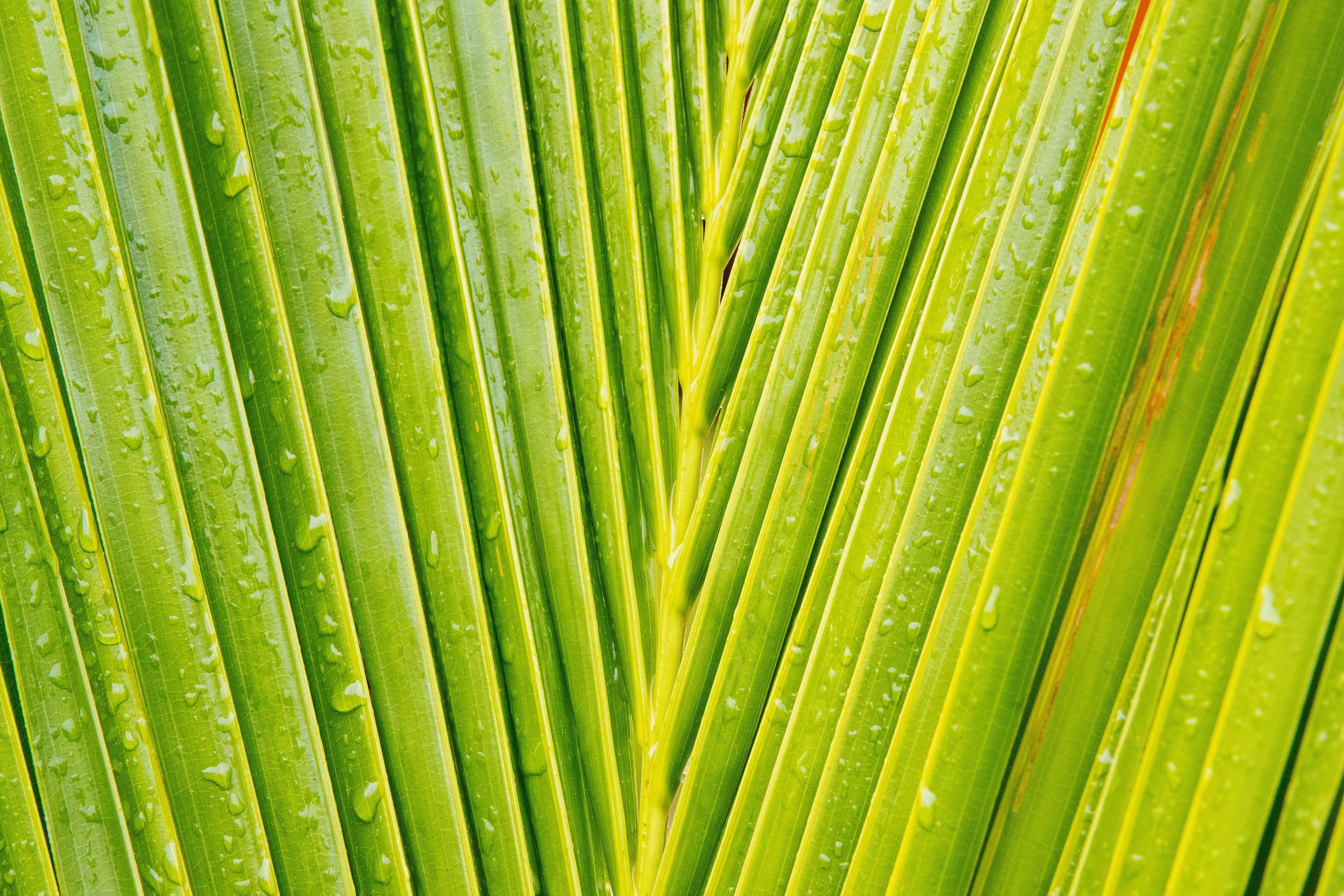 green leaf with drops of water on it