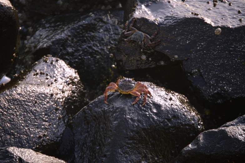 crab in the water on some rocks