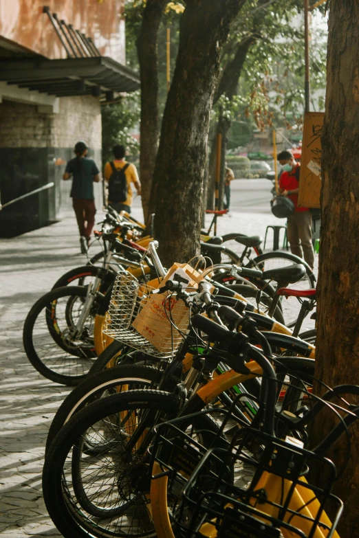 bicycles lined up against a tree at the park