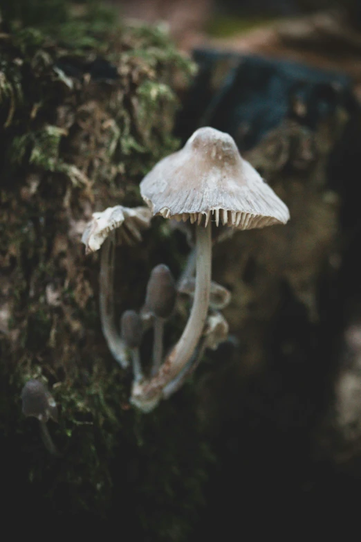 a small white mushroom on the side of a stone wall