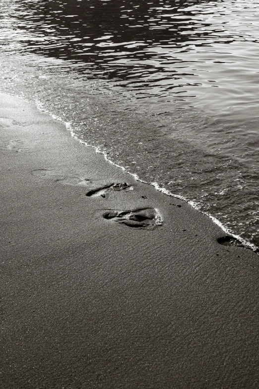 three birds are walking along the beach together