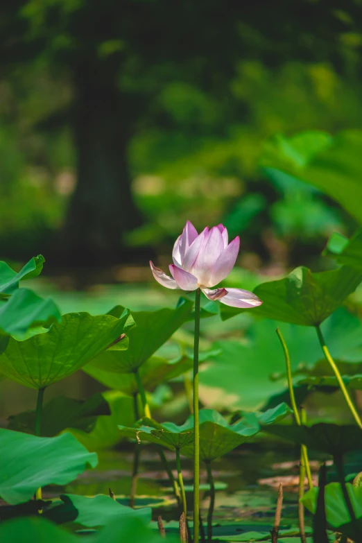 a beautiful purple water lily standing in a swamp