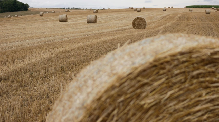 an image of a field full of hay