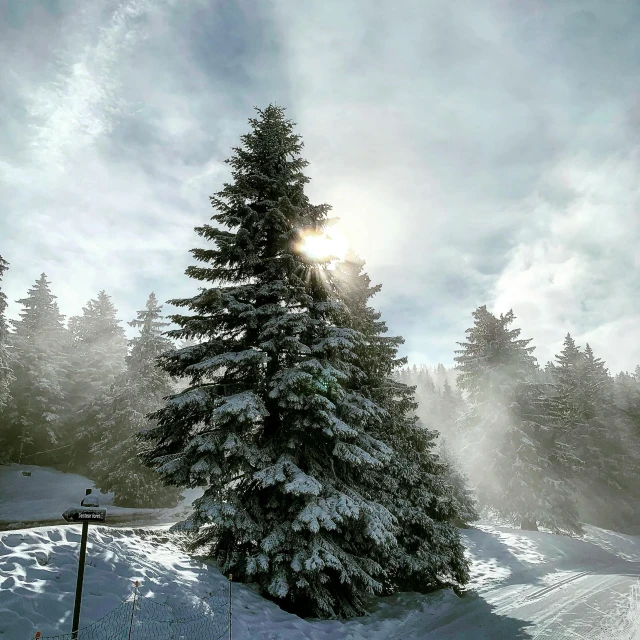 a large tree that is sitting in the snow