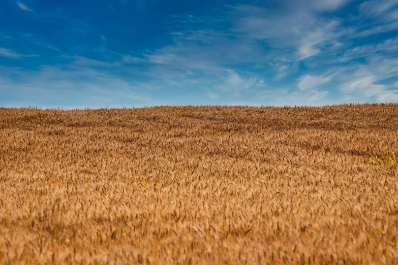 a lone cow stands in a large field of wheat