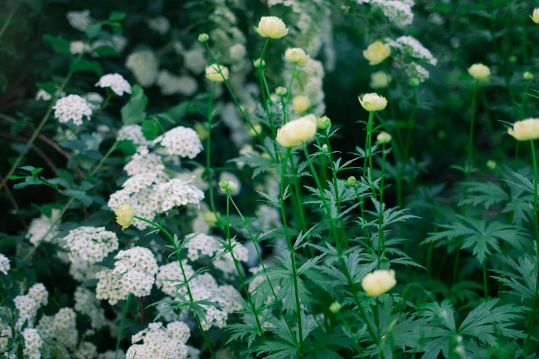 there are flowers and other foliage growing in the field