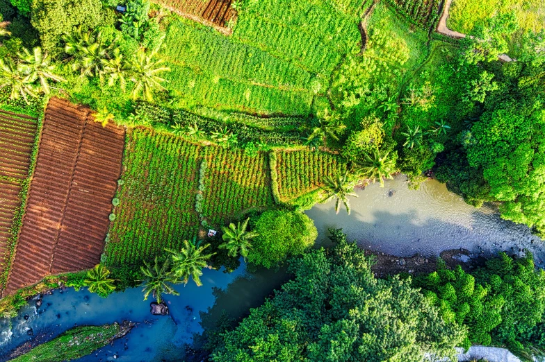 an aerial view of the green countryside and forest