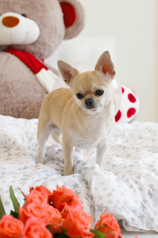 a small chihuahua stands on a bed with pink flowers