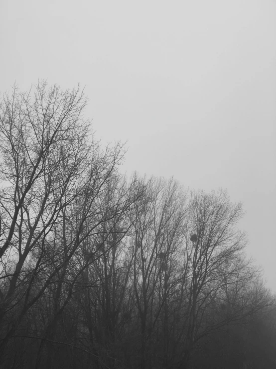 black and white po of tree tops during the day