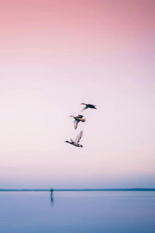 the birds are flying above the water with a pink sky behind them
