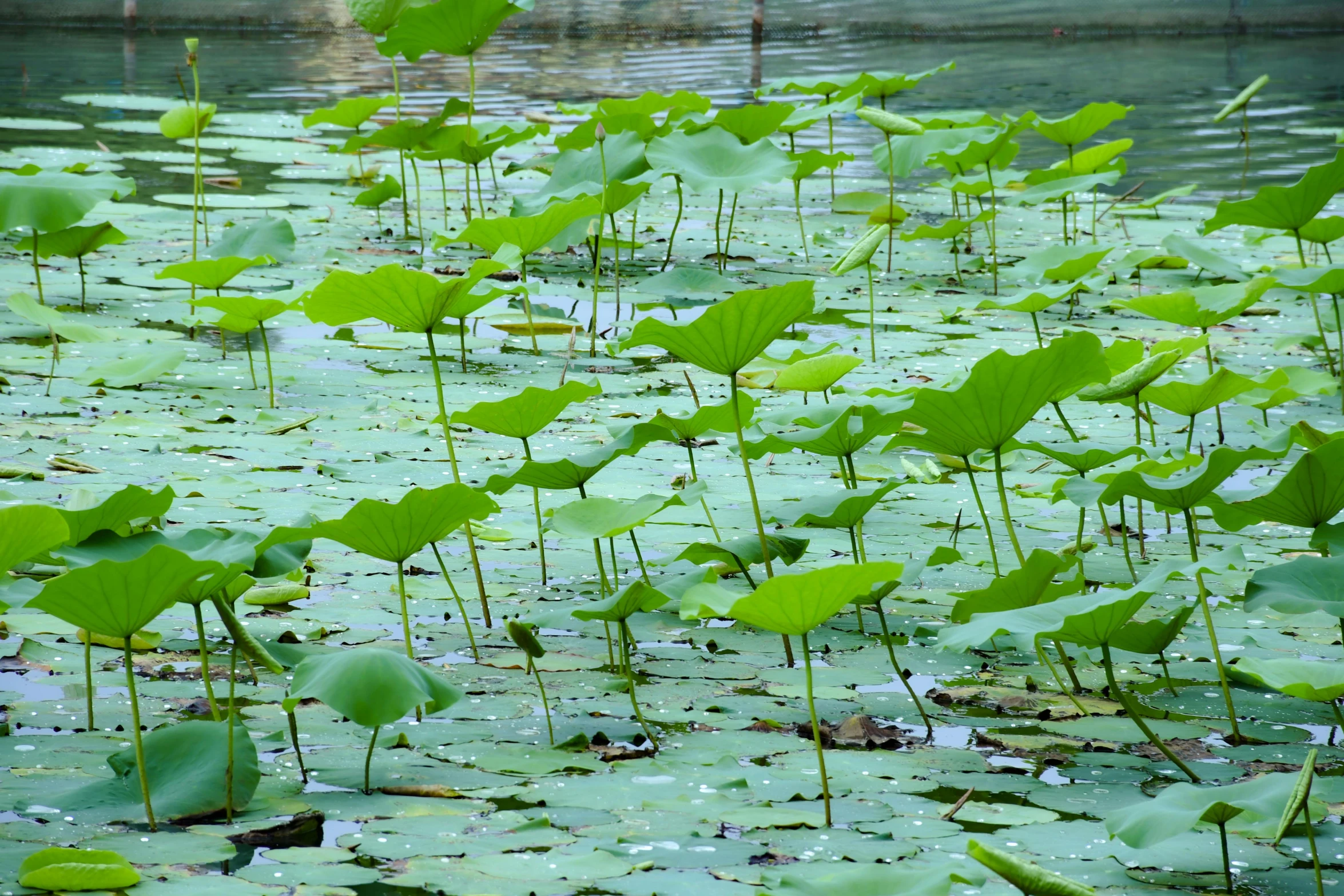 the lily pad is almost submerged in the pond