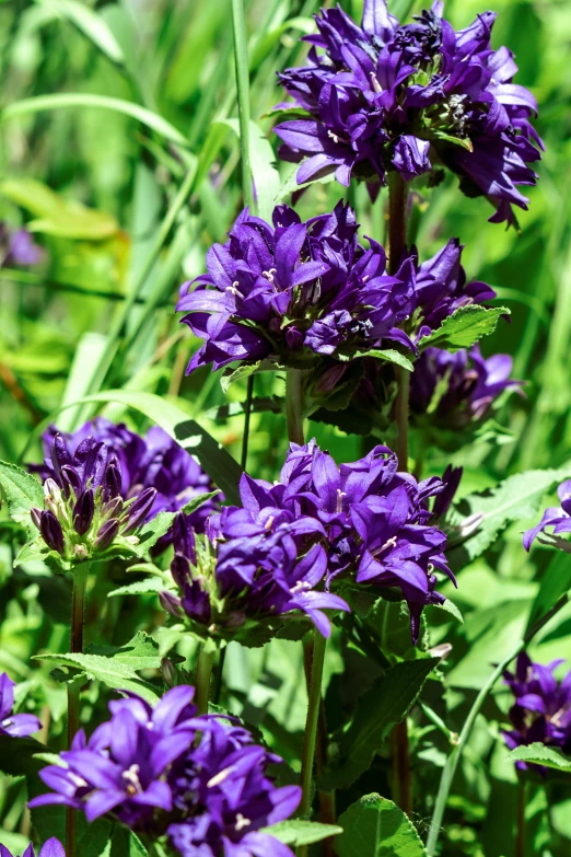 purple flowers in a garden filled with green grass