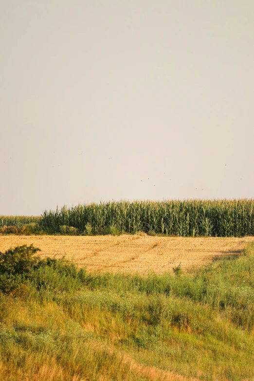 a herd of cattle grazing on top of a lush green field