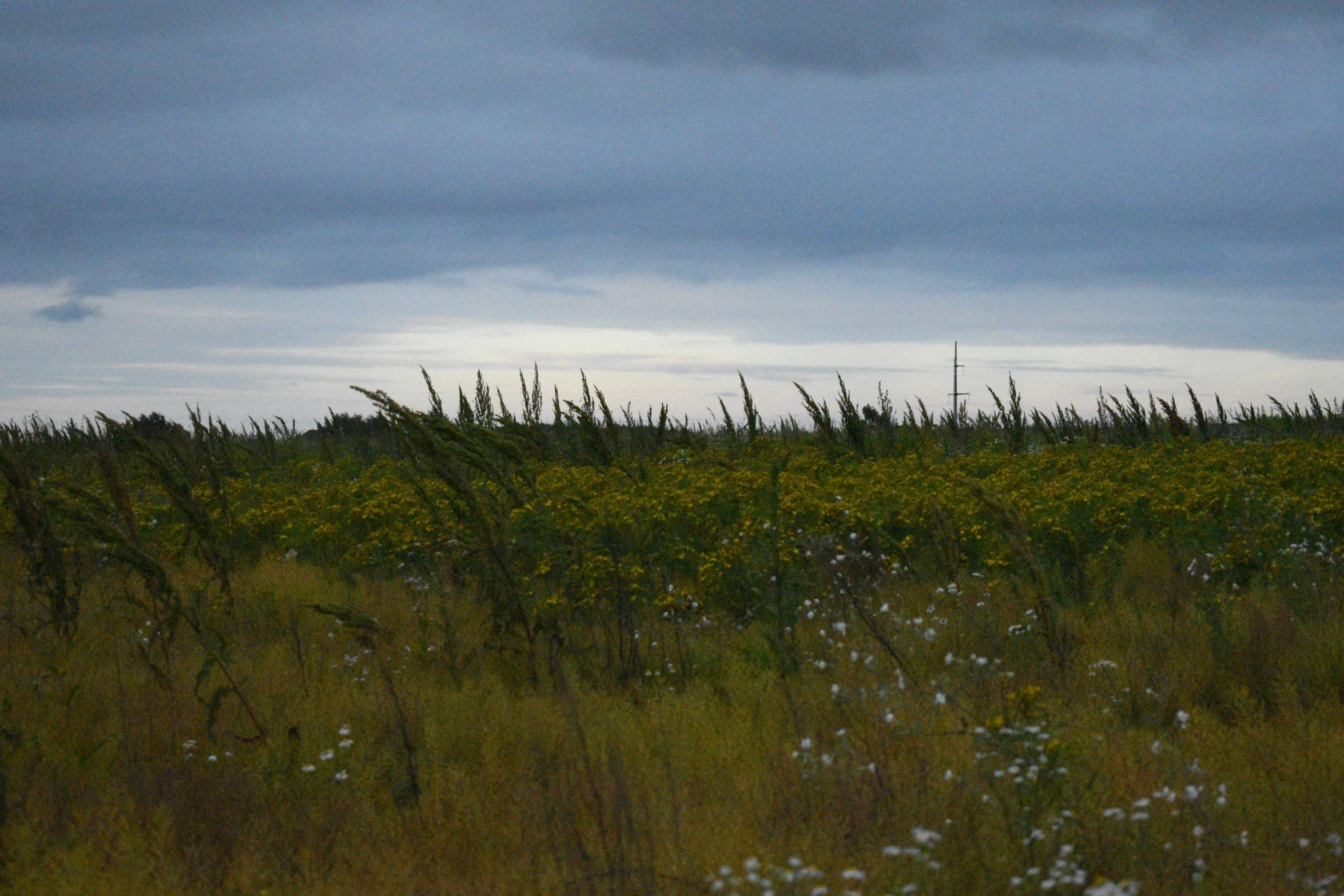 an area with some flowers and grass in it